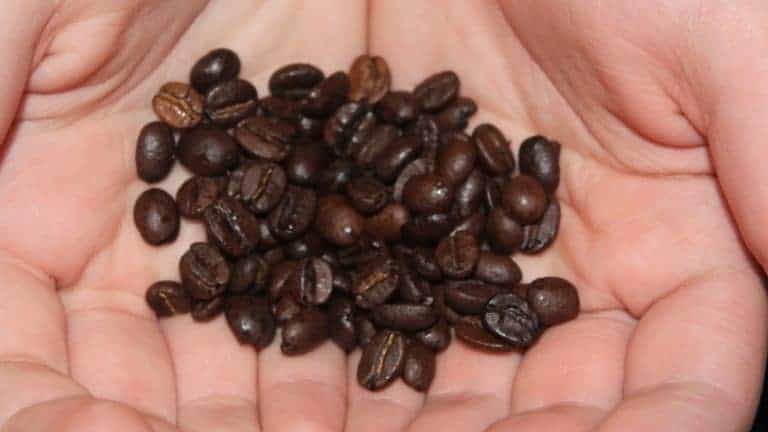 Coffee – The Grind and the Gemara