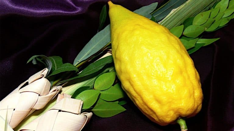 Rabbi Mordechai Becher’s BLog – The Four Species – Sukkot 5776