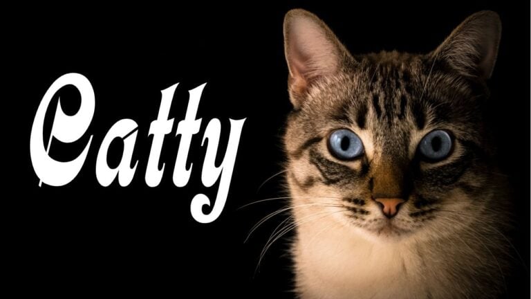 Harry’s Video Blog – Catty – Beshalach 5782