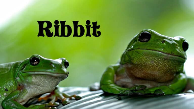 Harry’s Video Blog – Ribbit – Parshat Va’eira 5786